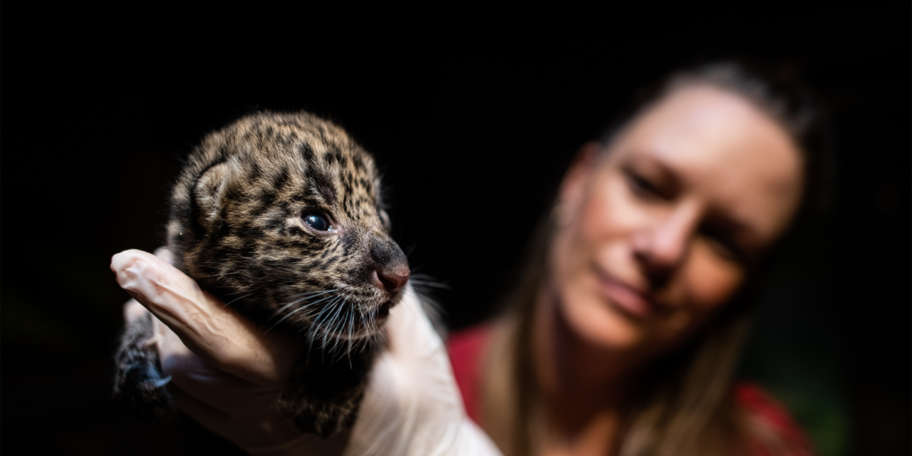 Mødte ind til to jaguarkillinger: »Det er hammerfedt!«