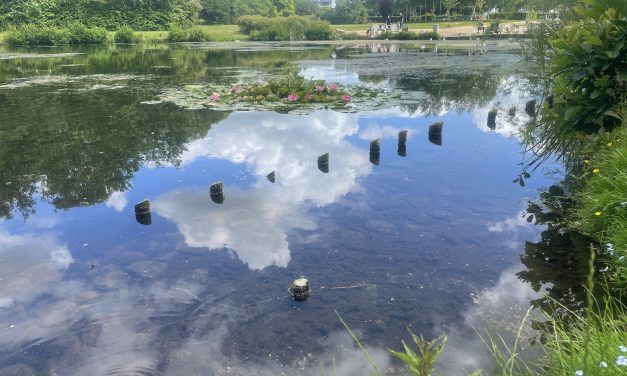 Lugten kommer: Doktorparken skal tømmes for hvidt brød