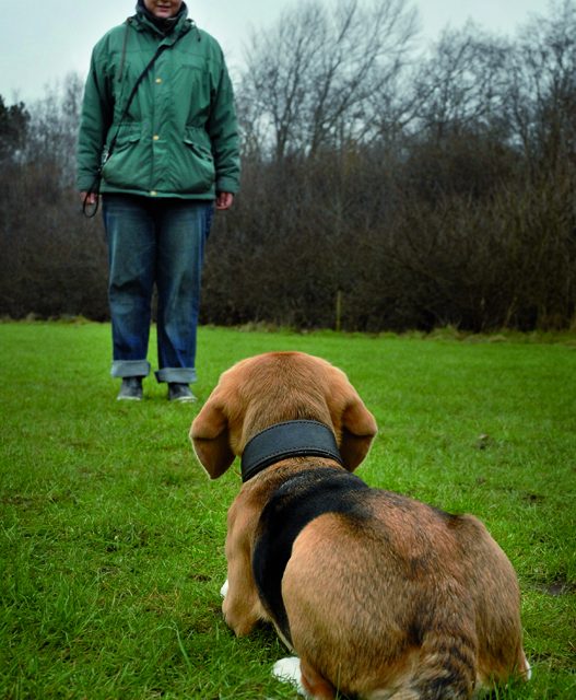 Flytter i gamle spejderlokaler: Hundeklub rykker teltpælene op