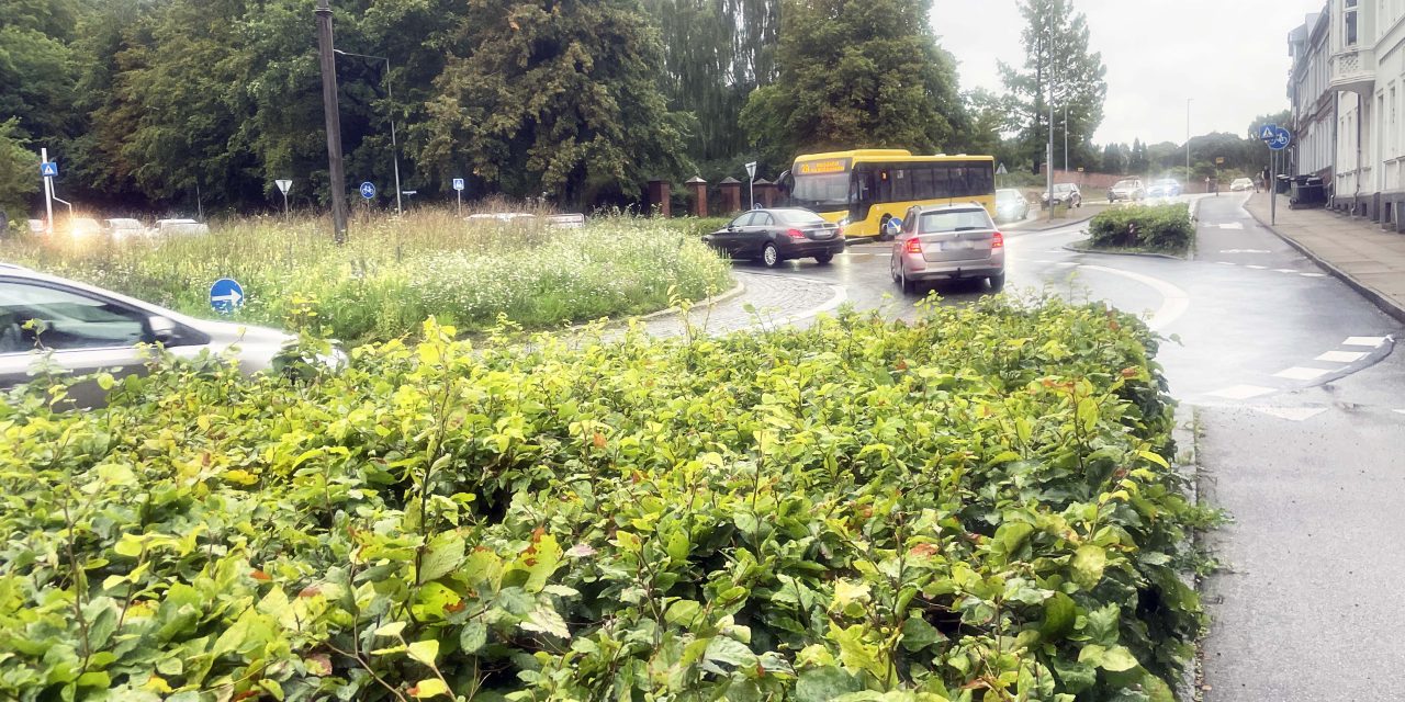 Den sorte rundkørsel: »Så fjern den bøgehæk med det samme«