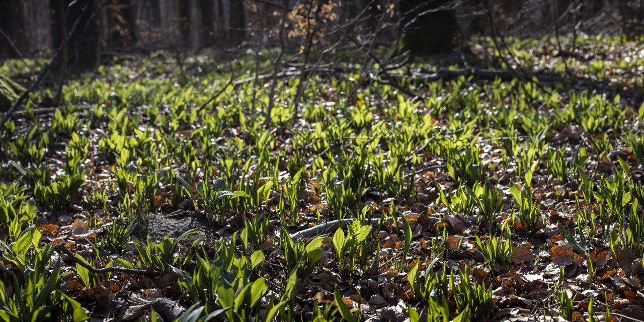 Nysgerrig på ramsløg? Her kan du selv finde den grønne plante med særlig duft i Randers Kommune