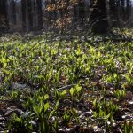 Nysgerrig på ramsløg? Her kan du selv finde den grønne plante med særlig duft i Randers Kommune