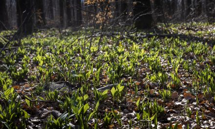 Nysgerrig på ramsløg? Her kan du selv finde den grønne plante med særlig duft i Randers Kommune