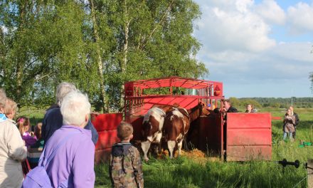 Forår i luften: Se kreaturerne komme på græs – i byen