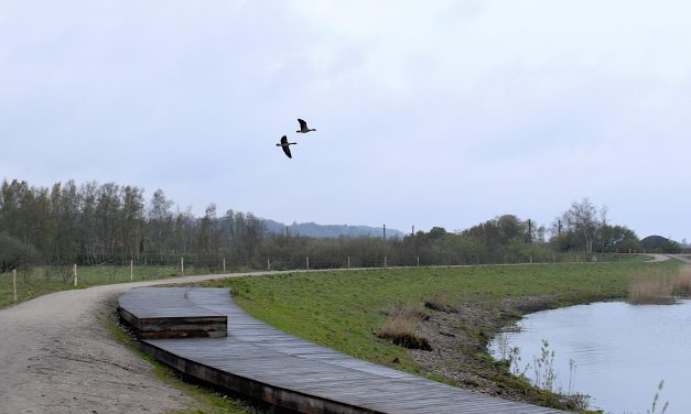 Trist og grå uge: »Onsdag er ugens lyspunkt«