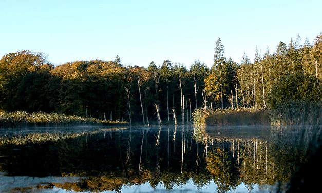 Højt hegn om Fussingø vedtaget: »Jeg vil gerne være med til at give naturen plads.«