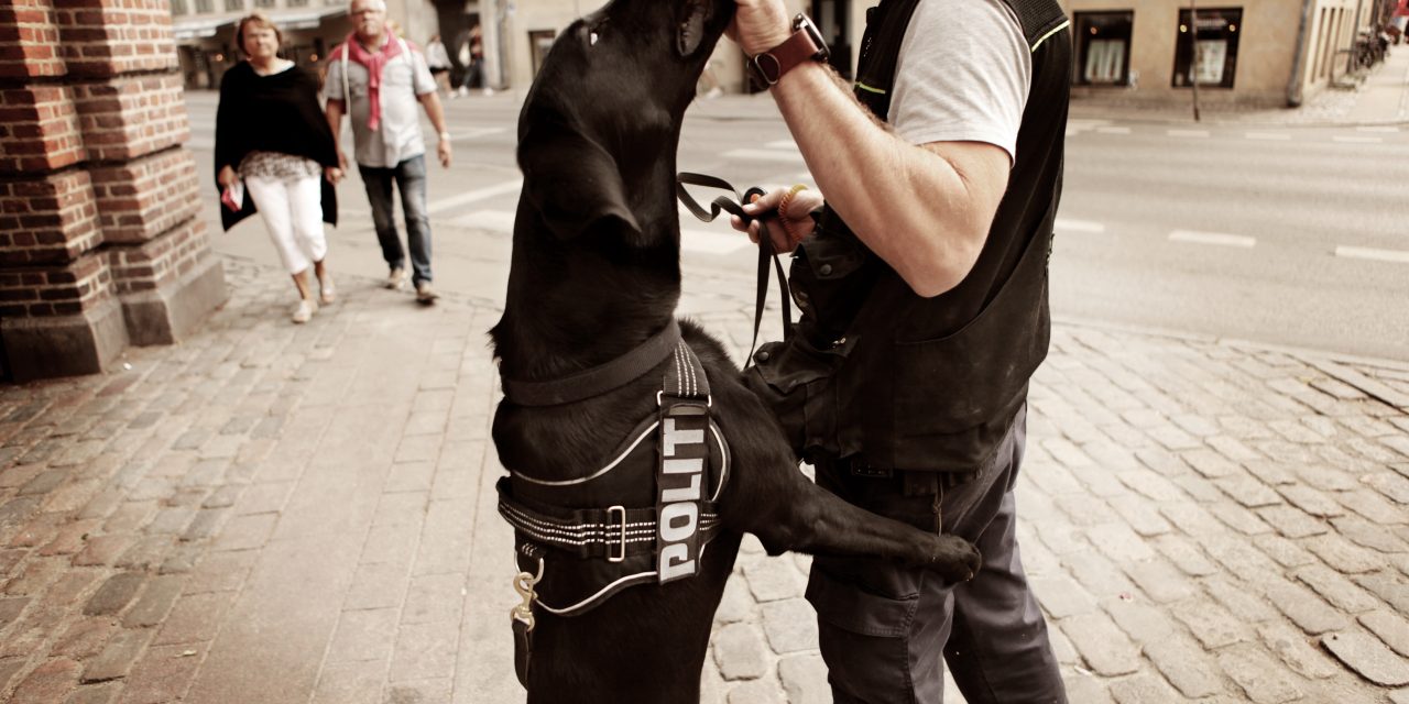 Indbrudstyv fanget af politihund i Randers