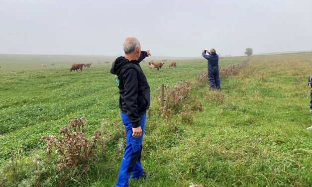 Køer fra Randers skal bevise, at de prutter mindre på græs