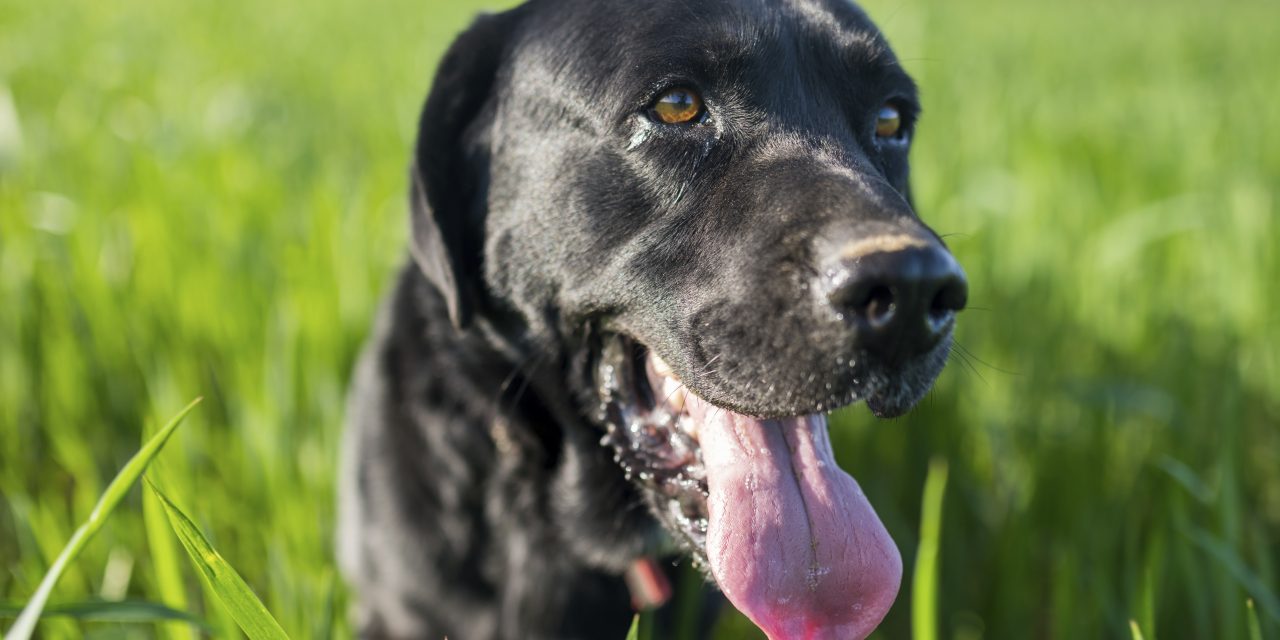 Hjælp! Har du en udstoppet labrador stående, for museet mangler den?