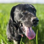 Hjælp! Har du en udstoppet labrador stående, for museet mangler den?