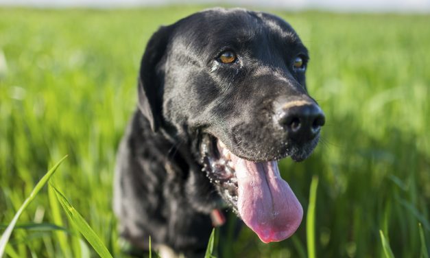 Hjælp! Har du en udstoppet labrador stående, for museet mangler den?