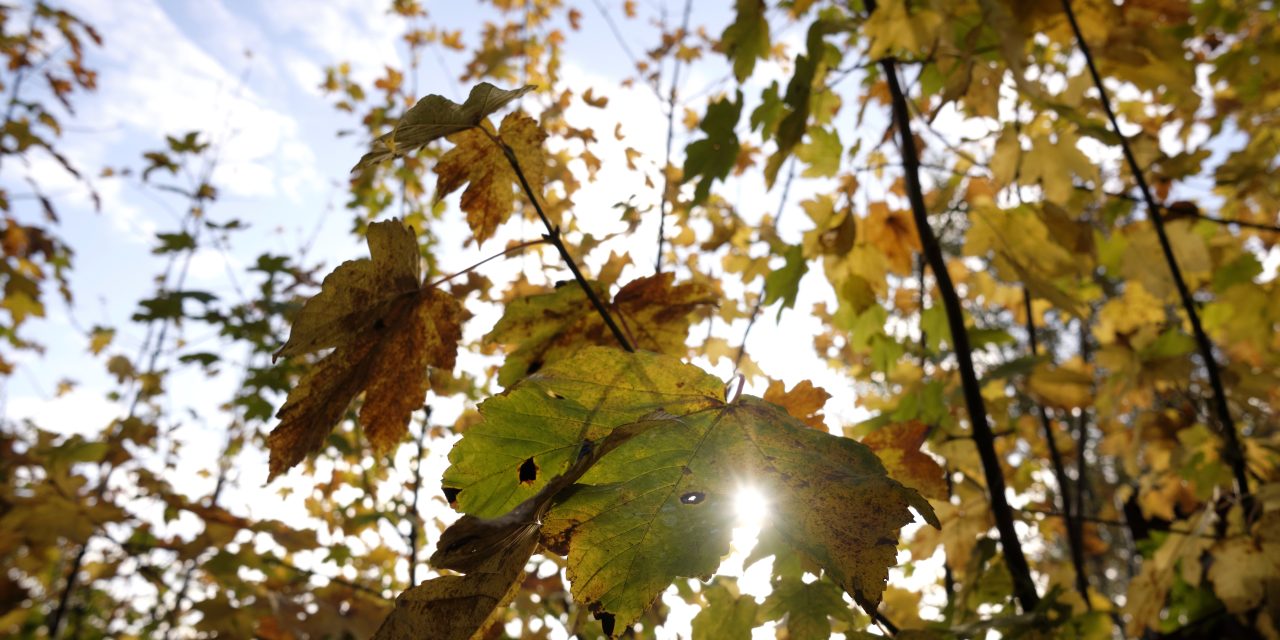 Kæmpe-hop: En forskel på 22 grader