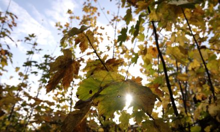 Kæmpe-hop: En forskel på 22 grader